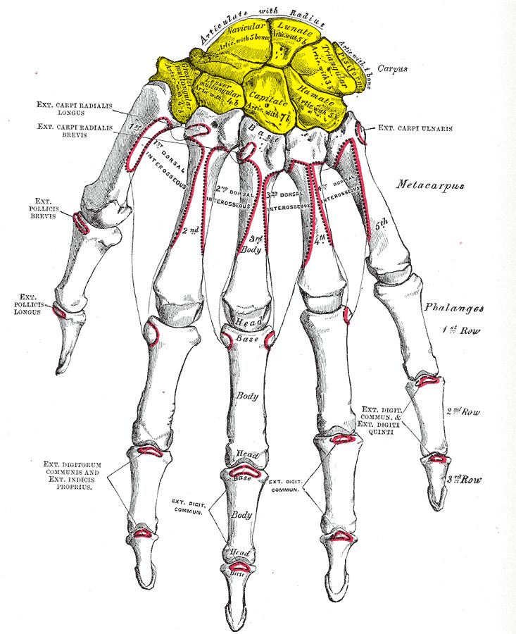 Huesos del carpo en dos filas de cuatro: escafoides, semilunar, piramidal y pisiforme en la fila proximal; trapecio, trapezoide, grande y ganchoso en la fila distal.