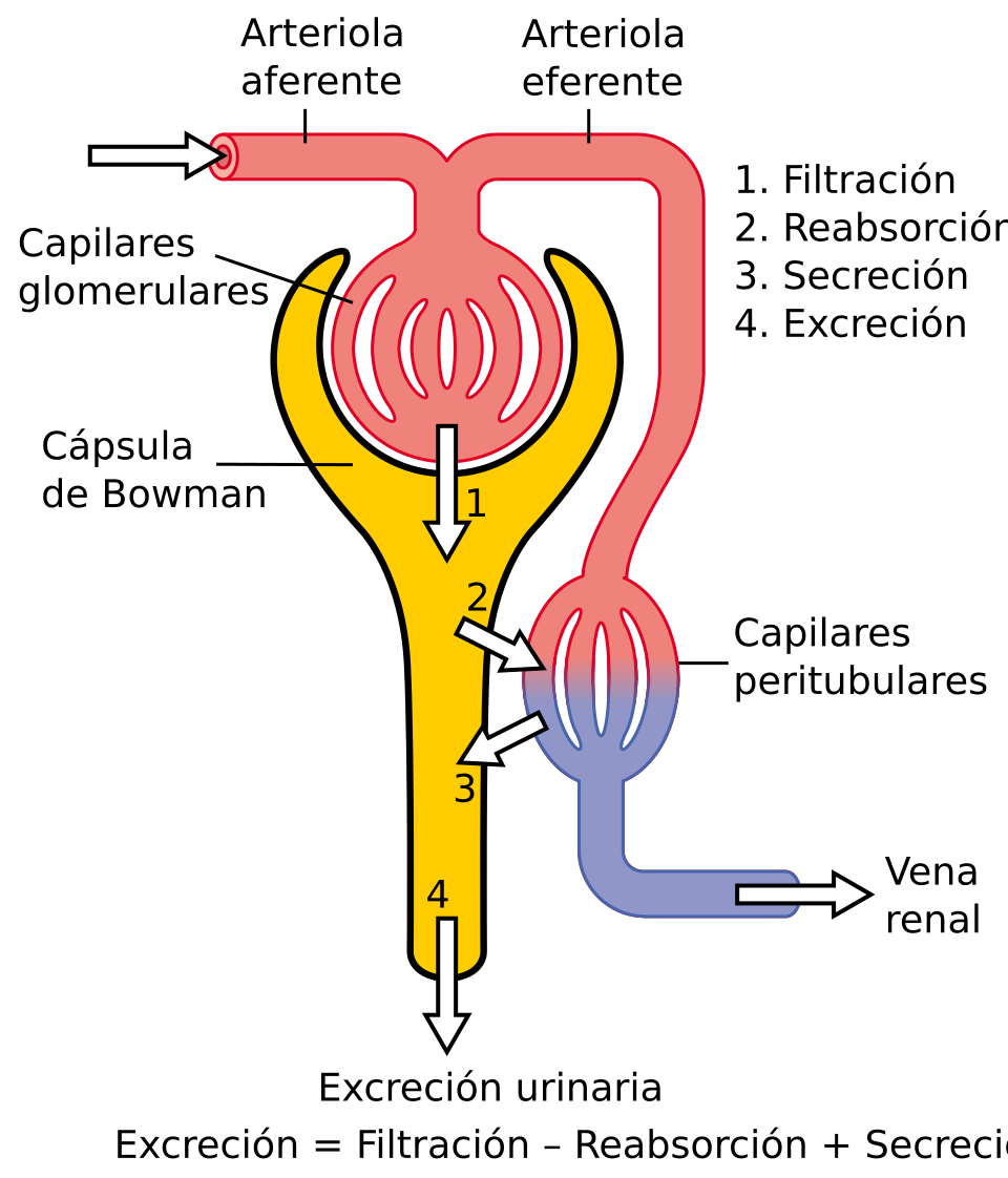 Esquema de la fisiología de la nefrona, mostrando corpúsculo renal, túbulo proximal, asa de Henle, túbulo distal y túbulo colector