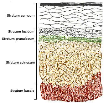 Diagrama de la epidermis mostrando sus cinco estratos de profundo a superficial: basal, espinoso, granuloso, lúcido y córneo, con melanocitos en la capa basal.