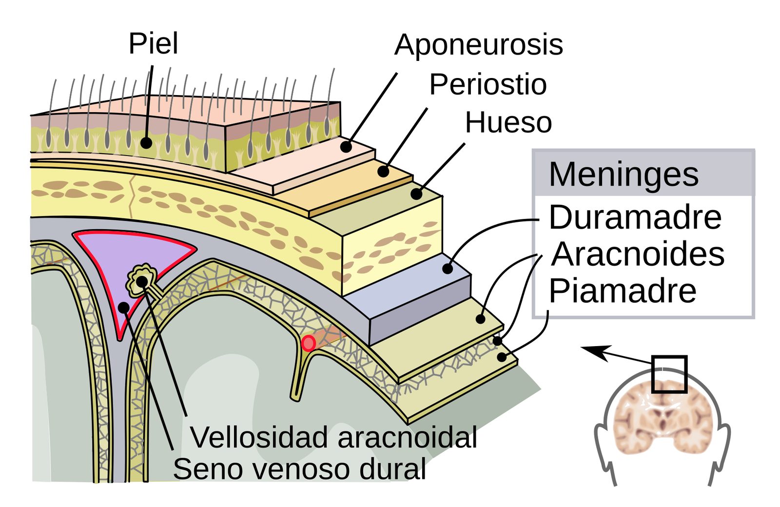 Corte esquemático de las cubiertas del encéfalo rotuladas en español, del exterior al interior: cuero cabelludo, calota craneal, duramadre con sus dos hojas, aracnoides, espacio subaracnoideo con vasos y trabéculas, y piamadre adherida a la corteza cerebral.