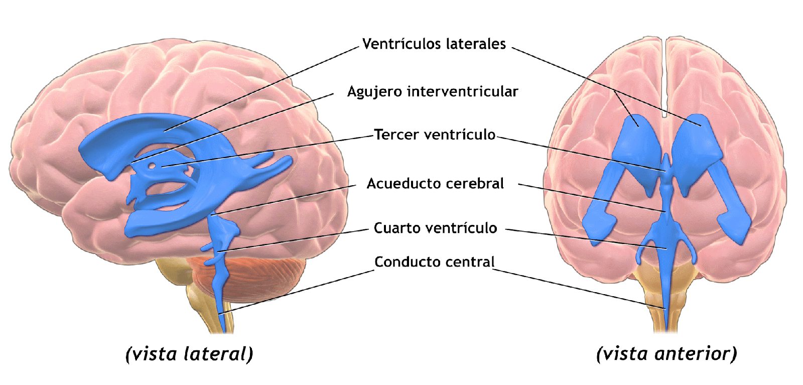 Representación del sistema ventricular dentro del contorno del encéfalo, con los dos ventrículos laterales y sus astas, el tercer ventrículo, el acueducto cerebral y el cuarto ventrículo rotulados en español.
